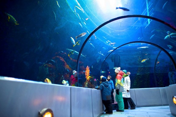 Underwater tunnel at the Aquarium de Québec, where visitors admire colorful fish swimming in a huge illuminated pool.