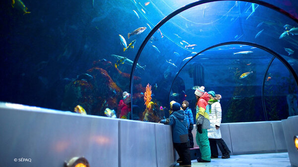 Un enfant et un adulte émerveillés devant des bassins lumineux remplis de méduses à l'Aquarium, dans le cadre du forfait Aquarium JARO.