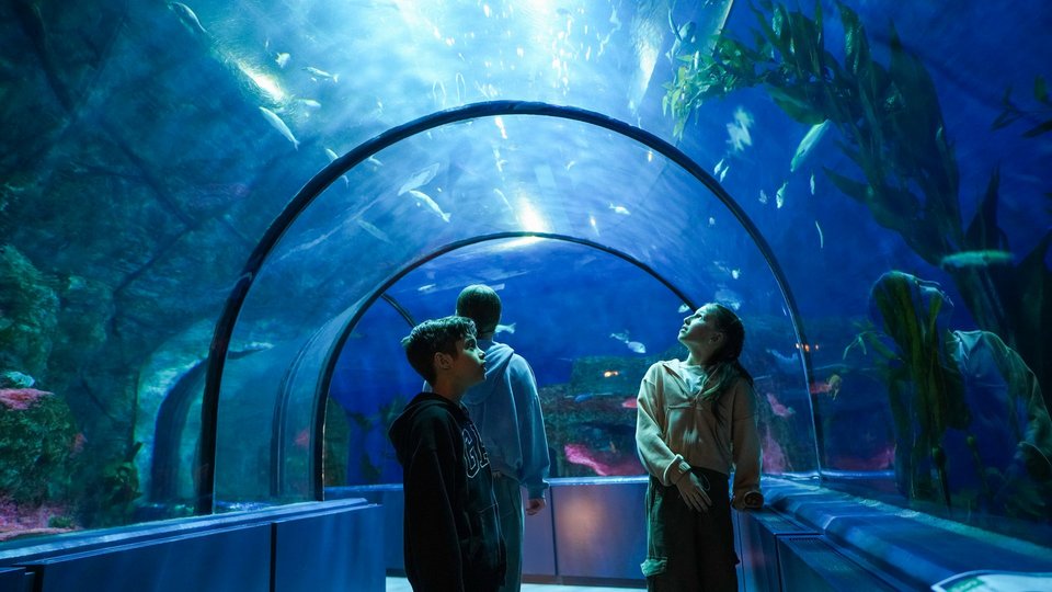 A child and an adult amazed in front of glowing tanks filled with jellyfish at the Aquarium, as part of the JARO Aquarium package.